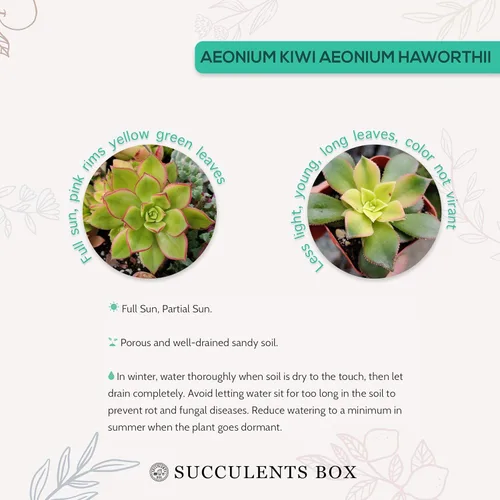 Miniatura 3 de Aeonium Kiwi de 2 pulgadas Colección colorida de alta calidad de plantas suculentas Aeonium vivas Suculentas de rosetas saludables totalmente