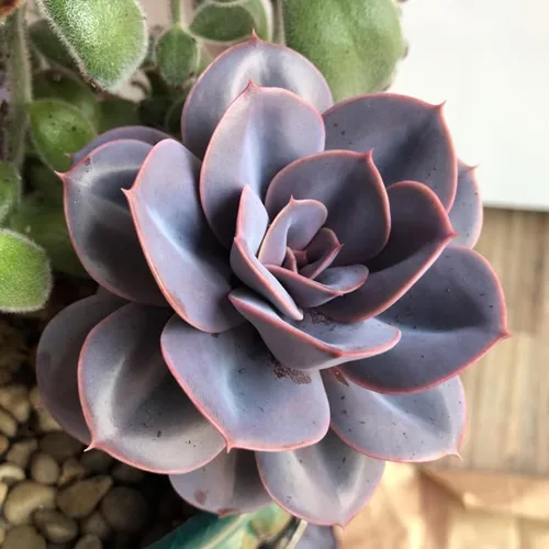 Miniatura 4 de Echeveria Suculents - Plantas vivas para cultivar, suculentas de Echeveria vivas, plantas de Echeveria vivas, suculentas de Echeveria viva, púrpura