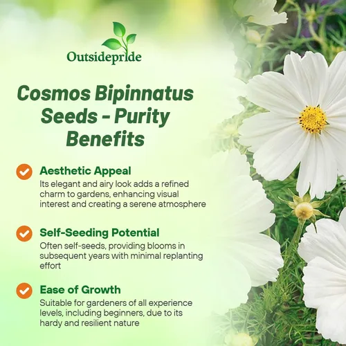 Miniatura 3 de Outsidepride Purity Cosmos Bipinnatus Seeds - 1000 semillas anuales, fáciles de cultivar y tolerantes a la sequía para plantar con follaje similar a