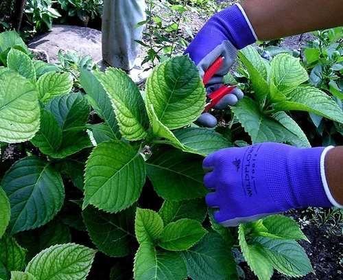 Miniatura 6 de Guantes de jardinería para mujeres y hombres, revestimiento de nitrilo para protección Multi colorido