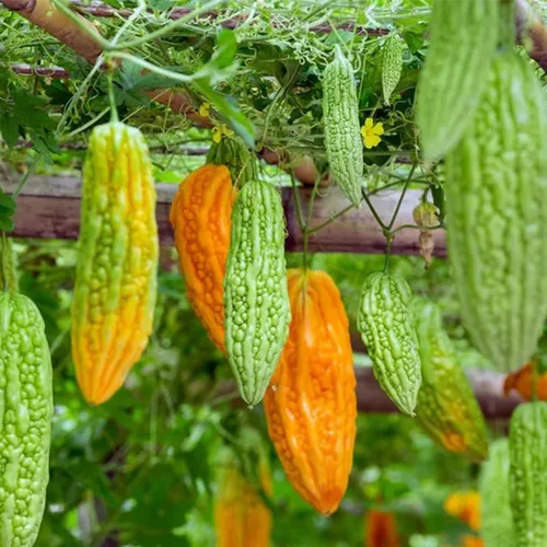Miniatura 2 de 45 semillas de melón amargo para plantar semillas de calabaza amarga reliquia de amargo sin OMG