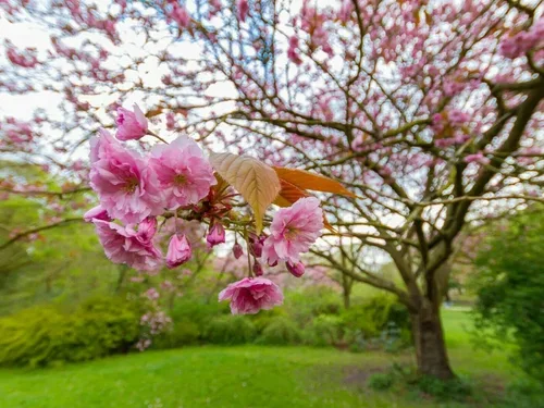 Miniatura 2 de Kwanzan - Cerezo japonés con flores – Planta viva de 8 a 14 pulgadas de alto – Maceta de 2.5 pulgadas – Plántula de flor rosa – Prunus 'Kanzan