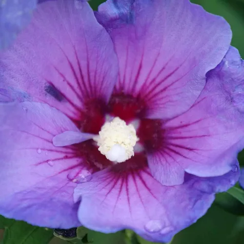 Miniatura 3 de Paraplu Violet - Rosa de Sharon - Hibisco - Maceta de 4" - Proven Winners