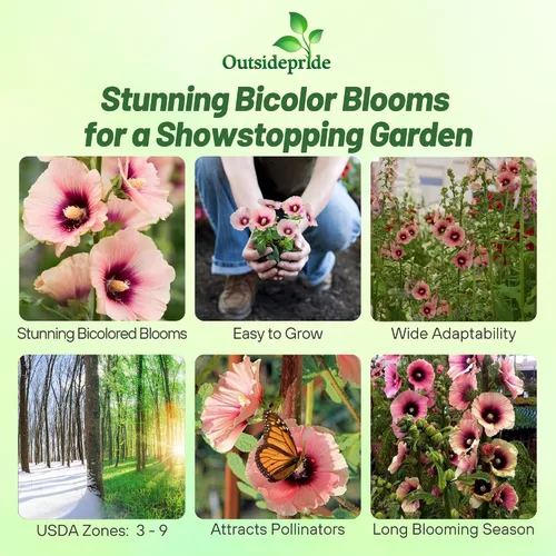 Miniatura 2 de Outsidepride Halo Hollyhock Seeds – 50 piezas de semillas de flores perennes de albaricoque, tolerantes a la sequía de larga duración con flores