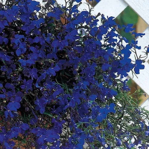 Miniatura 7 de Park Seed Lobelia - Semillas de plantas de flores, fáciles de cultivar, perfectas para jardín de primavera, Crystal Palace, paquete de 20