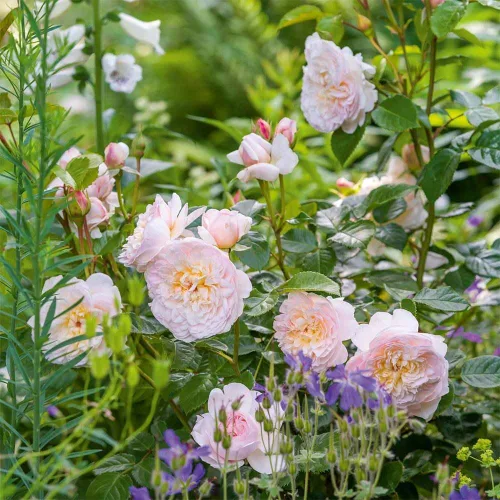 Miniatura 5 de Rosas arbustivas inglesas de reliquia, planta de raíz propia viva para jardín al aire libre, Emily Brontë, excepcionalmente fragantes, zonas