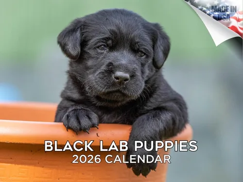 Miniatura 227 de Calendario 2025 2026 de cachorros Cocker Spaniel - Calendario mensual de pared de raza de perro - 12" x 24" abierto - Papel grueso sin sangrado
