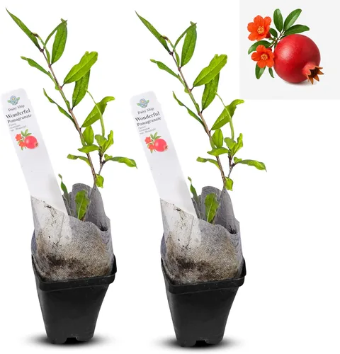 Miniatura 9 de Hibisco Rosa. rosa-sinensis. Planta Viva - Hibisco Tropical en Flor, Flores Bonitas, Usado en Té y Jugo (4 Copas de Hibisco Rosa)