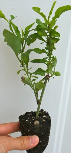 Plumbago Imperial Blue – Paquete de 3 plantas iniciadoras vivas (4-6 pulgadas de alto) – Plumbago Auriculata, Cape Leadwort, Sky Flower – Arbusto de