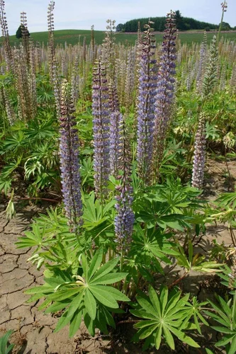 Miniatura 5 de Semillas altas de altramuz de hoja grande para plantar, más de 50 semillas de flores silvestres por paquete, semillas de jardín de Isla