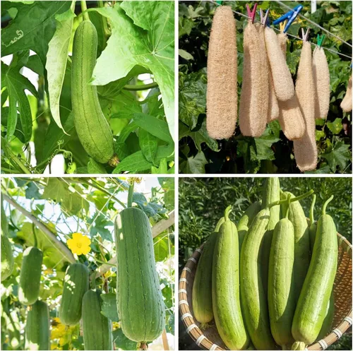 Más de 30 semillas Luffa para plantar, semillas de plantas tradicionales sin OMG para jardín al aire libre