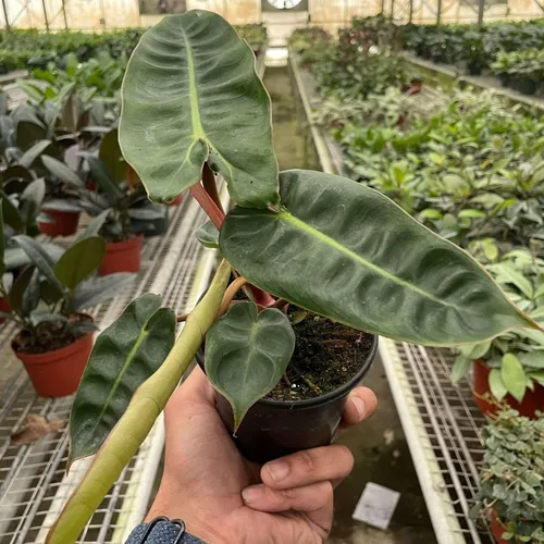 Philodendron Billietiae Planta Viva para Interior | Diferentes Plantas de Casa en Maceta de 4'' y 6'' | Planta Real de Casa para Sala de Estar,