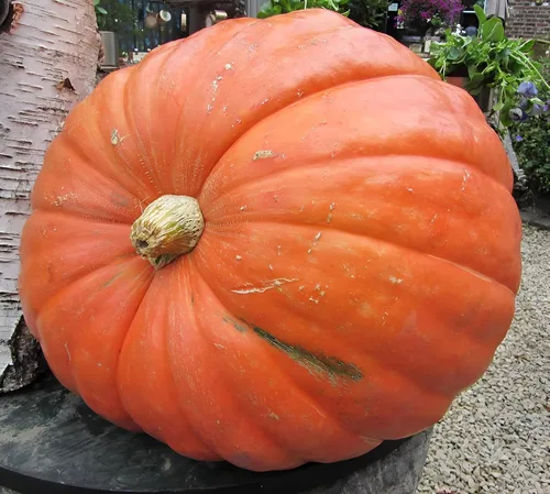 Miniatura 2 de Big Max - Semillas de calabaza (Cucurbita Maxima) – Calabazas gigantes para decoración de otoño, tallado y horneado Variedad sin OMG, alto