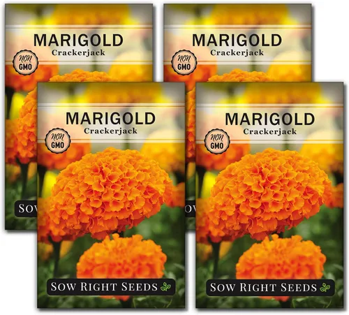 Miniatura 9 de Sow Right Seeds - Semillas de caléndula Crackerjack para plantar al aire libre - Flores de caléndula africana de alto rendimiento - Caléndulas