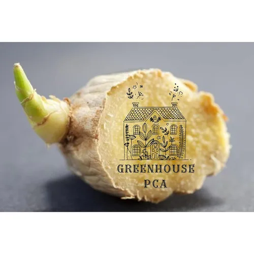 Miniatura 6 de Comienza la planta de raíz de jengibre culinaria fresca, ideal para comer fresco para sushi, cocinar, saludable y sabroso. Fácil de cultivar