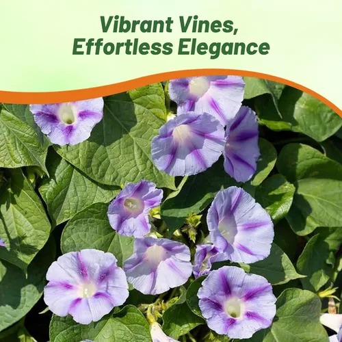 Miniatura 6 de Outsidepride 500 Semillas Anuales Ipomoea Purpurea Morning Glory Caprice Climbing Vine Flower Seeds para plantar