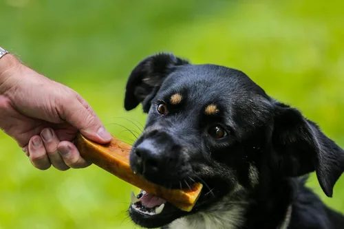 Miniatura 8 de Top Dog Chews - Queso de yak del Himalaya para perros, 100% natural y duradero, sin gluten y digerible, vendido por The Pound