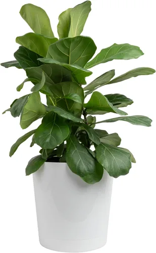 Miniatura 12 de Costa Farms Árbol de higuera de hoja de violín, Ficus Lyrata vivo de 3 a 4 pies, purificador de aire, grande, fácil de mantener, planta de piso
