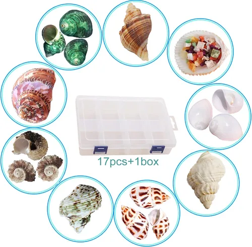 Miniatura 2 de SINKOO 17 conchas de cangrejo ermitaño (9 tipos), conchas marinas turbo naturales de 0.98 a 3.15 pulgadas para escondites de crecimiento de cangrejo