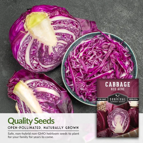Miniatura 4 de Semillas de col Red Acre para plantar, variedad púrpura reliquia con cabezas compactas, cosecha temprana y rendimientos confiables, sin OMG