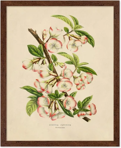 Miniatura 35 de Poster Master Póster Vintage de Plantas Cultivadas - Impresión Botánica Retro - Arte de Flores - Arte de Plantas - Regalo para Hombres y Mujeres