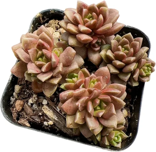 Miniatura 3 de Plantas de Cactus y Suculentas Vivas (Maceta de 5 cm Oscularia deltoides 'Planta de Hielo Rosa')
