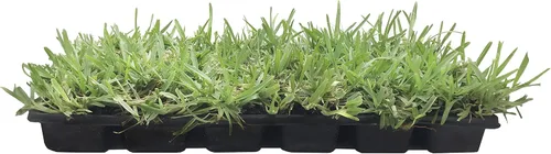Miniatura 2 de St. Augustine 'Floratam' - Tapones de césped de 3 pulgadas, 6 tapones vivos extra grandes, césped tolerante a la sequía, la sal y la sombra
