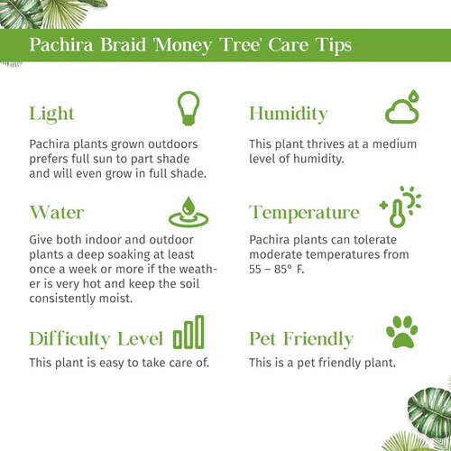 Miniatura 3 de Árbol del dinero 'Castaño de Guinea' Pachira Braid Planta viva para interior Diferentes plantas de interior en maceta de 4'' y 6'' Planta