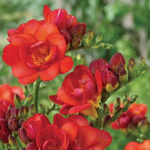 Miniatura 2 de Freesia Red Double Flower, Pack of 10 Bulbs