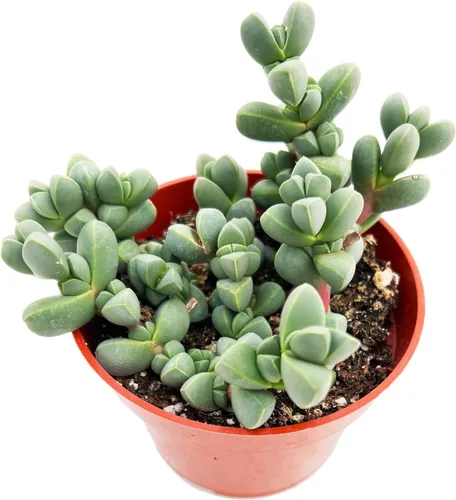 Miniatura 6 de Suculenta Bluebean de 4 pulgadas, Plantas Suculentas Vivas Totalmente Enraizadas en Macetas con Tierra, Plantas de Casa de Fácil Cuidado