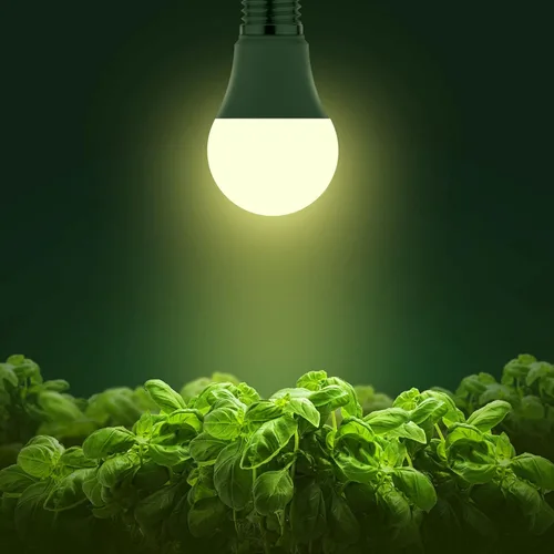 Miniatura 2 de Bombillas de cultivo Briignite LED A19, bombilla de crecimiento de espectro completo, base E26, bombilla de cultivo de 11 W, equivalente a 100 W