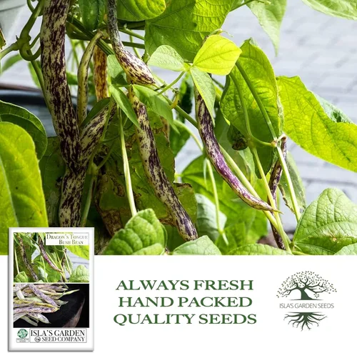 Miniatura 4 de Semillas de frijol Dragon's Tongue Bush (Dragon Langerie) – Más de 25 semillas sin OMG y reliquias, Phaseolus vulgaris, cápsulas de crema coloridas