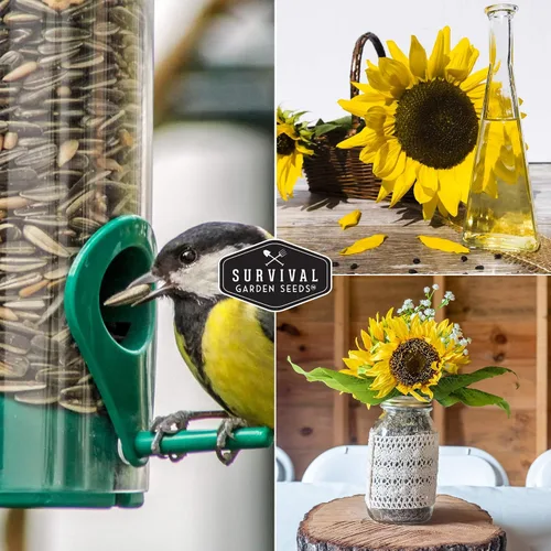 Miniatura 5 de Paquete de 5 semillas de girasol ruso negro para plantar, paquete con instrucciones para cultivar flores para aceite o alimentación de aves