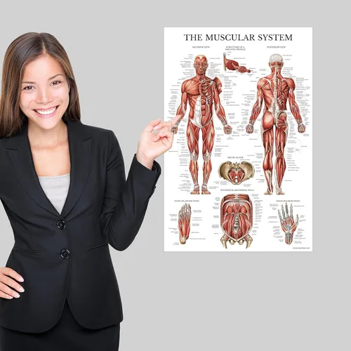 Miniatura 5 de Palace Learning Paquete de 2 pósteres anatómicos del sistema muscular + tabla de anatomía del sistema linfático