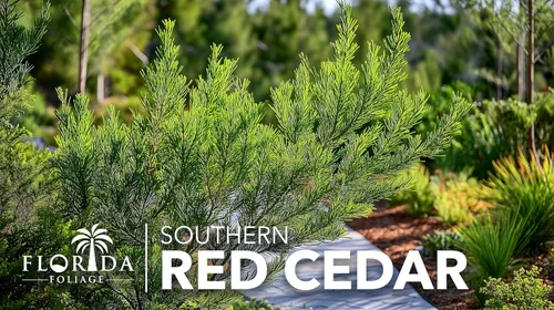 Miniatura 3 de Árbol de cedro rojo del sur 30 plantas vivas Juniperus virginiana Silicicola Árboles resistentes de hoja perenne de rápido crecimiento
