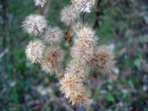 Miniatura 2 de Semillas de Hierro para Plantar (100 Semillas) Vernonia gigantea