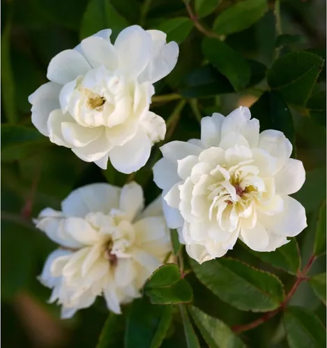 Miniatura 5 de White Lady Banks Rose - Planta de rosas trepadoras vivas, flores blancas sin espinas, vid perenne resistente para vallas, cenadores y enrejados