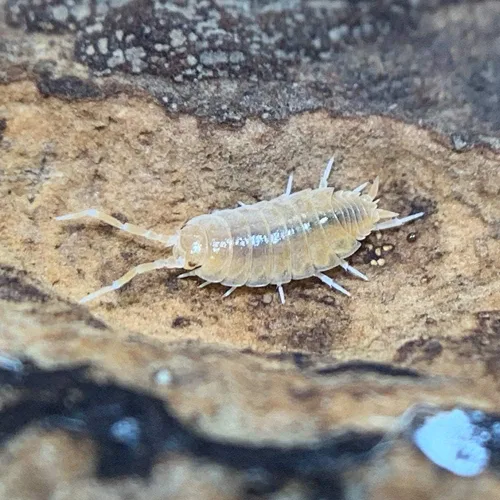 Miniatura 3 de XYZReptiles Insectos vivos en polvo isópodos naranja para la venta Equipo de limpieza para Terrario Ropa de cama de reptiles y ropa de cama