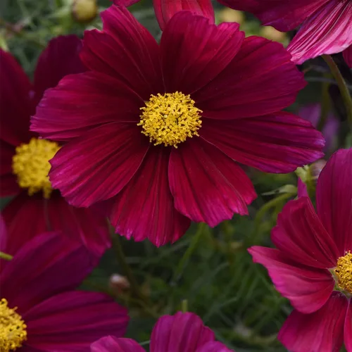 Miniatura 7 de Outsidepride Sonata Purple Cosmos Bipinnatus Seeds – 50 piezas anuales, fáciles de cultivar y tolerantes a la sequía, semillas de flores