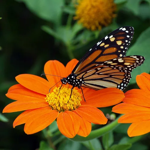 Miniatura 19 de Eden Brothers Semillas de girasol - Autumn Beauty