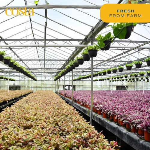 Miniatura 6 de Costa Farms Planta suculenta, mini planta suculenta viva de interior en cesta colgante, maceta para suculentas, mezcla de tierra para macetas, Cesta