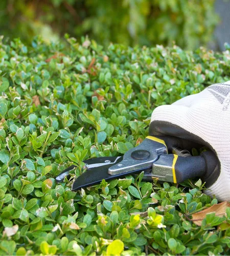 Miniatura 6 de Tijeras de podar de derivación de 8 pulgadas para jardinería, tijeras de jardín ultra afiladas resistentes con agarre ergonómico antideslizante