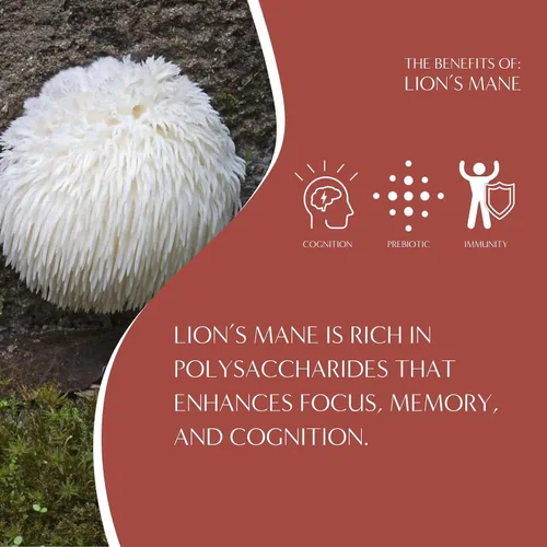 Miniatura 6 de Teeccino Lion’s Mane Rhodiola Café alternativo de setas adaptogénicas - Rosa - Café de setas herbal con sabor a mane de león y rhodiola, tostado