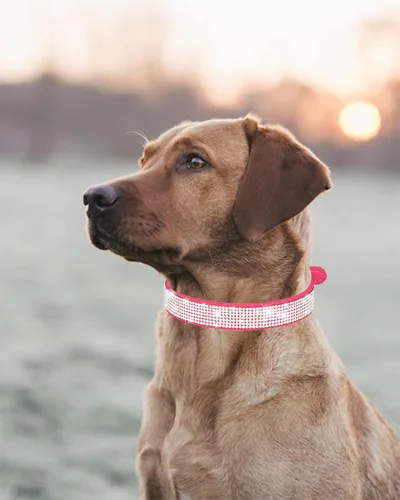 Miniatura 6 de Petank Collar de Perro para Perros Pequeños, Medianos y Grandes, Collar de Perro Pequeño para Perras, Collares de Perro Brillantes para Niñas