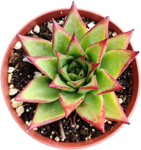 Miniatura 2 de Plantas de cactus suculentas vivas de USKC (maceta de 4 pulgadas) (Echeveria agavoides Lip Stick)