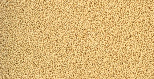 Miniatura 4 de Semillas de amaranto 100% naturales de grano entero sin OMG crudas (5 libras)