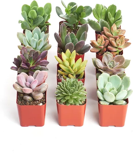 Shop Succulents Colección única de plantas suculentas – Mini plantas suculentas vivas, bajo mantenimiento, colores y texturas excepcionales,