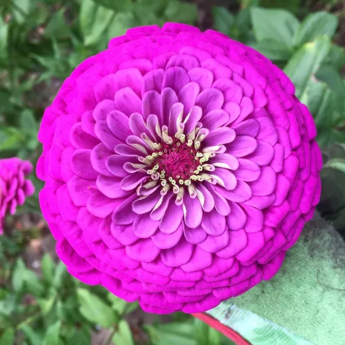 TomorrowSeeds - Purple Prince Zinnia Semillas - Más de 200 unidades - Para plantar Zinnia Elegans púrpura Corte gigante y Come Again Lavender Violet