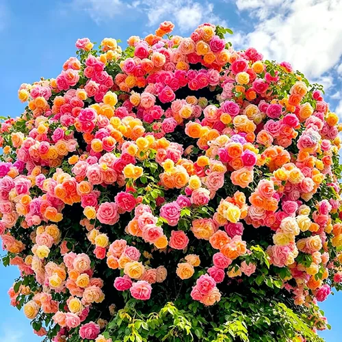 150 semillas de rosas trepadoras para plantar, semillas de rosas exóticas, semillas de rosas perennes sin OMG para jardín y hogar atraen