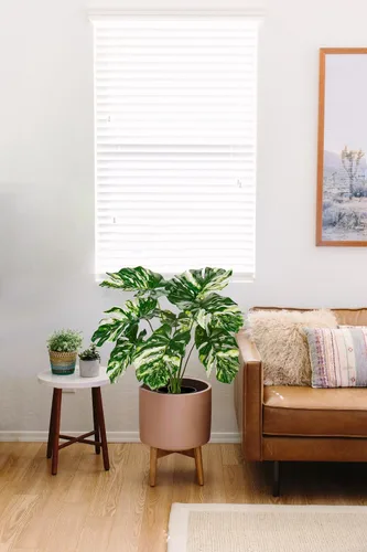 Miniatura 6 de Hollyone Planta artificial Monstera Deliciosa de 17 pulgadas en maceta negra, planta tropical falsa de queso suizo en maceta para interiores